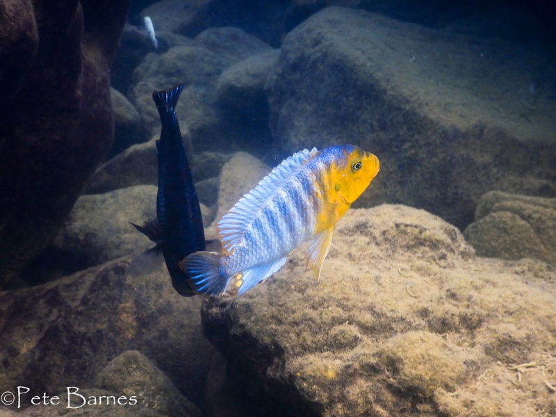 Petrotilapia sp. 'yellow chin' Nakantenga Island